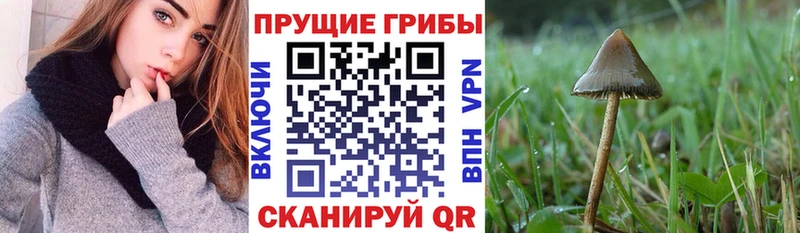 Галлюциногенные грибы мицелий  Солнечногорск 